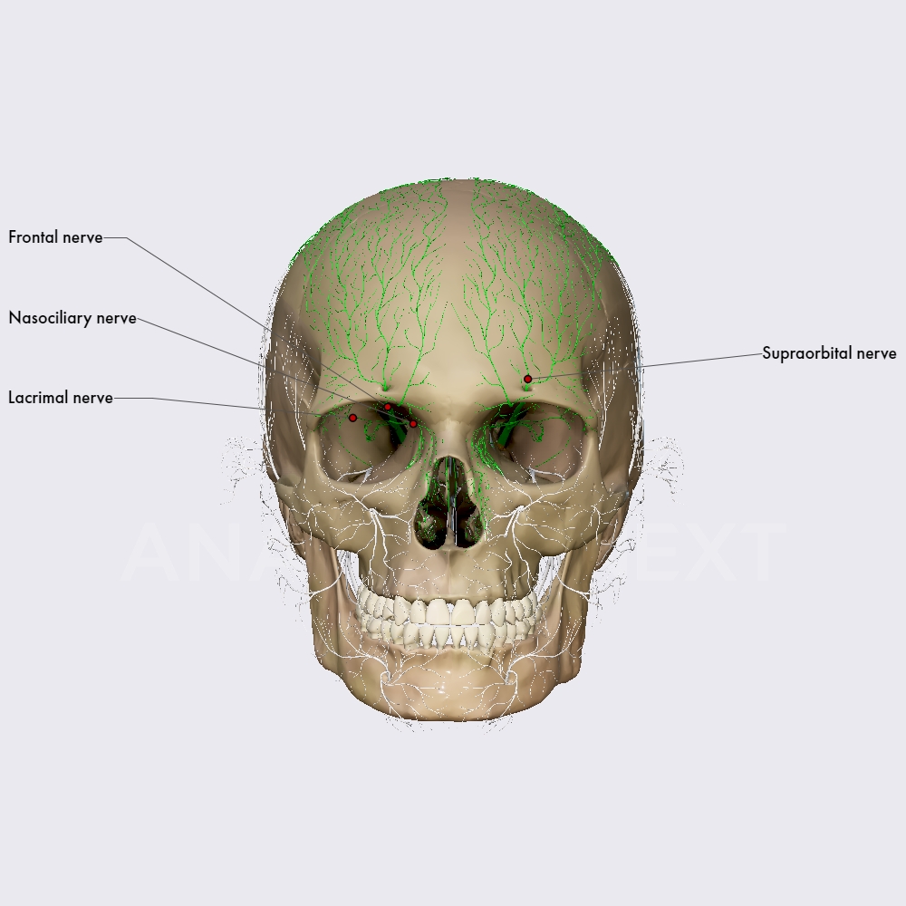 Ophthalmic Nerve Cn V1 Cranial Nerves Head And Neck Anatomyapp Learn Anatomy 3d 2355